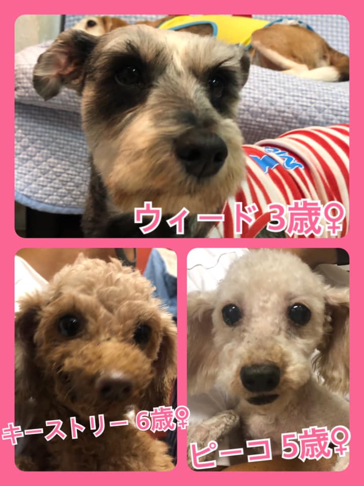 🐾今日の里親様募集中ワンコ🐶メンバーです🐾2020,7,25